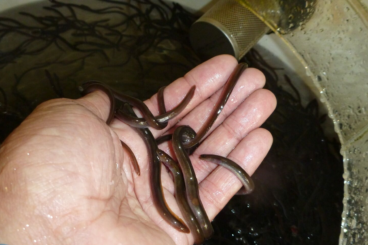 半浸在水中的手握着小鳗鱼