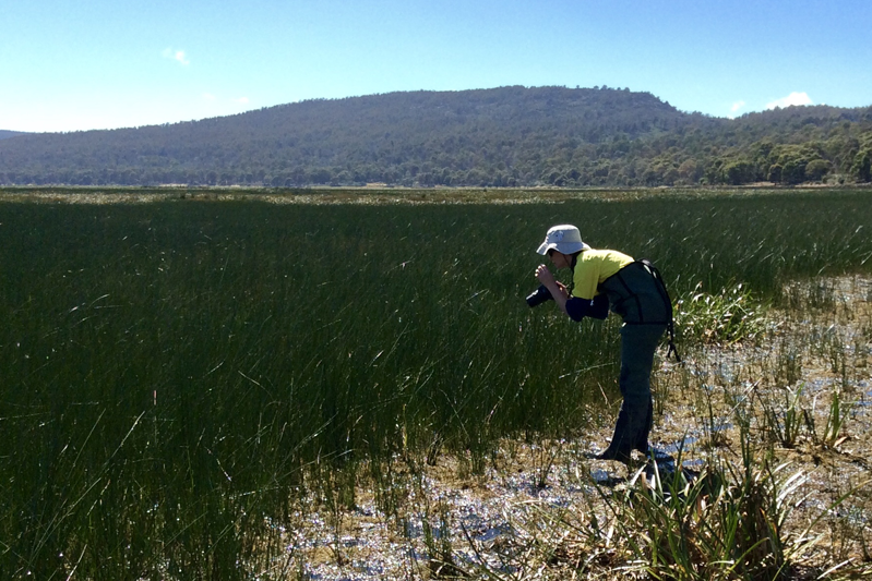 韦德体育APP官网Hydro Tasmania员工检查动植物