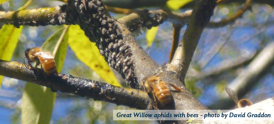 巨大的柳树蚜虫和一些蜜蜂-图片来源:David Graddon